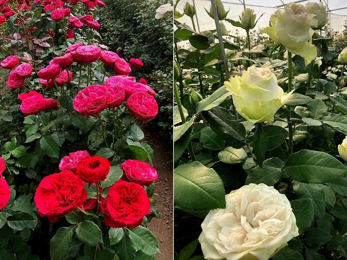 ​Nini Flowers Hosts Different Breeders for Their Open Days