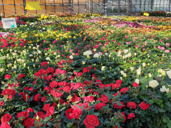 What Do Growers Think of Jewel Pot Roses From De Ruiter - greenhouse