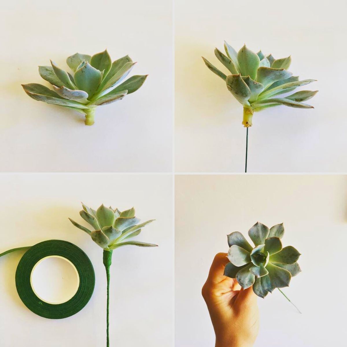 Florist tape to cover up a succulent