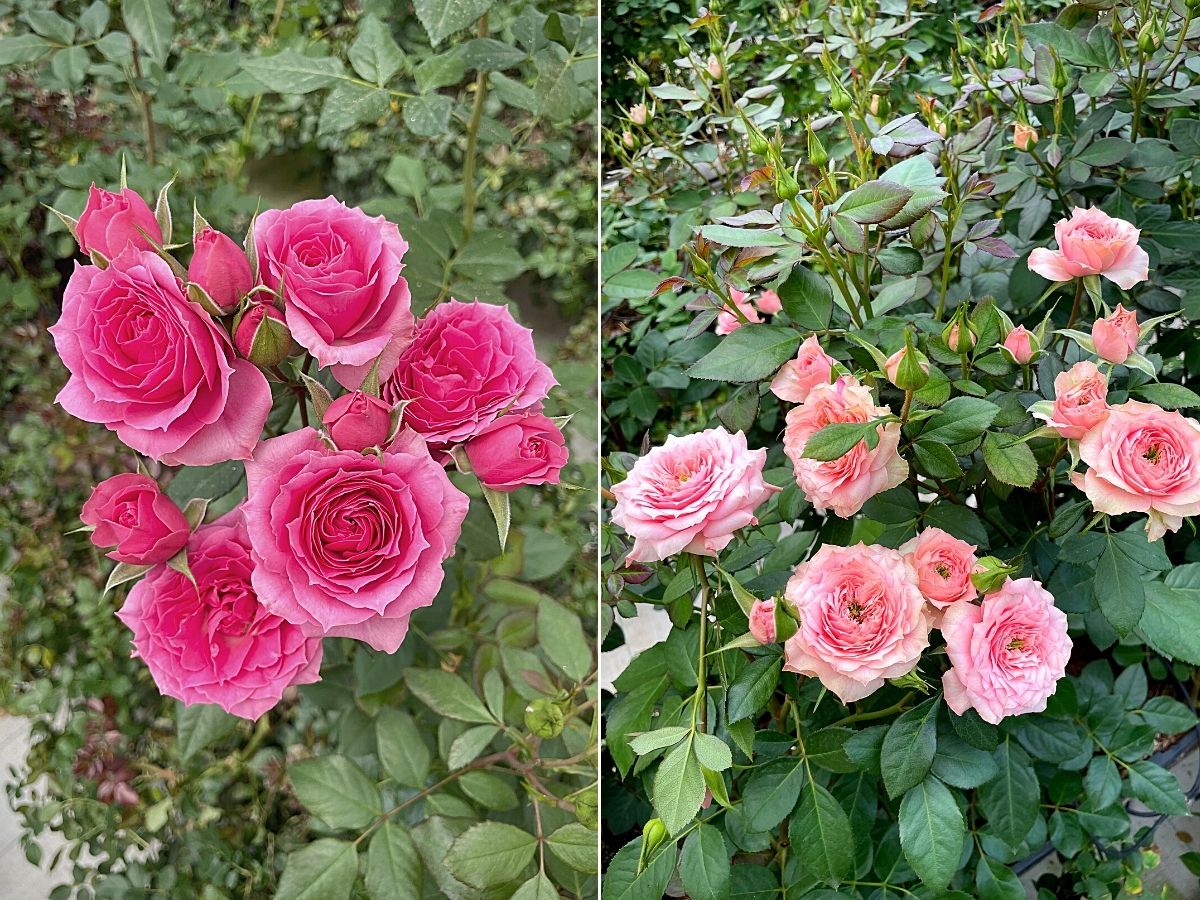 De Ruiter's roses 