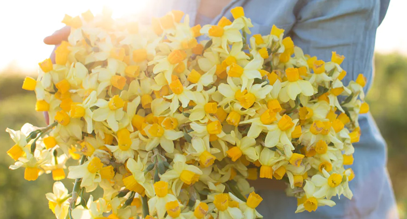 Narcissus Spring Sunshine plant on Thursd header