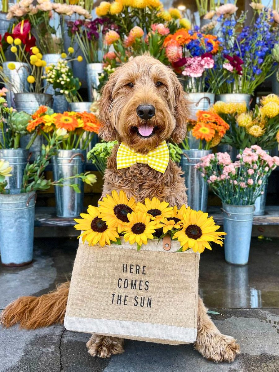 A doggy waiting for the spring sun and flowers