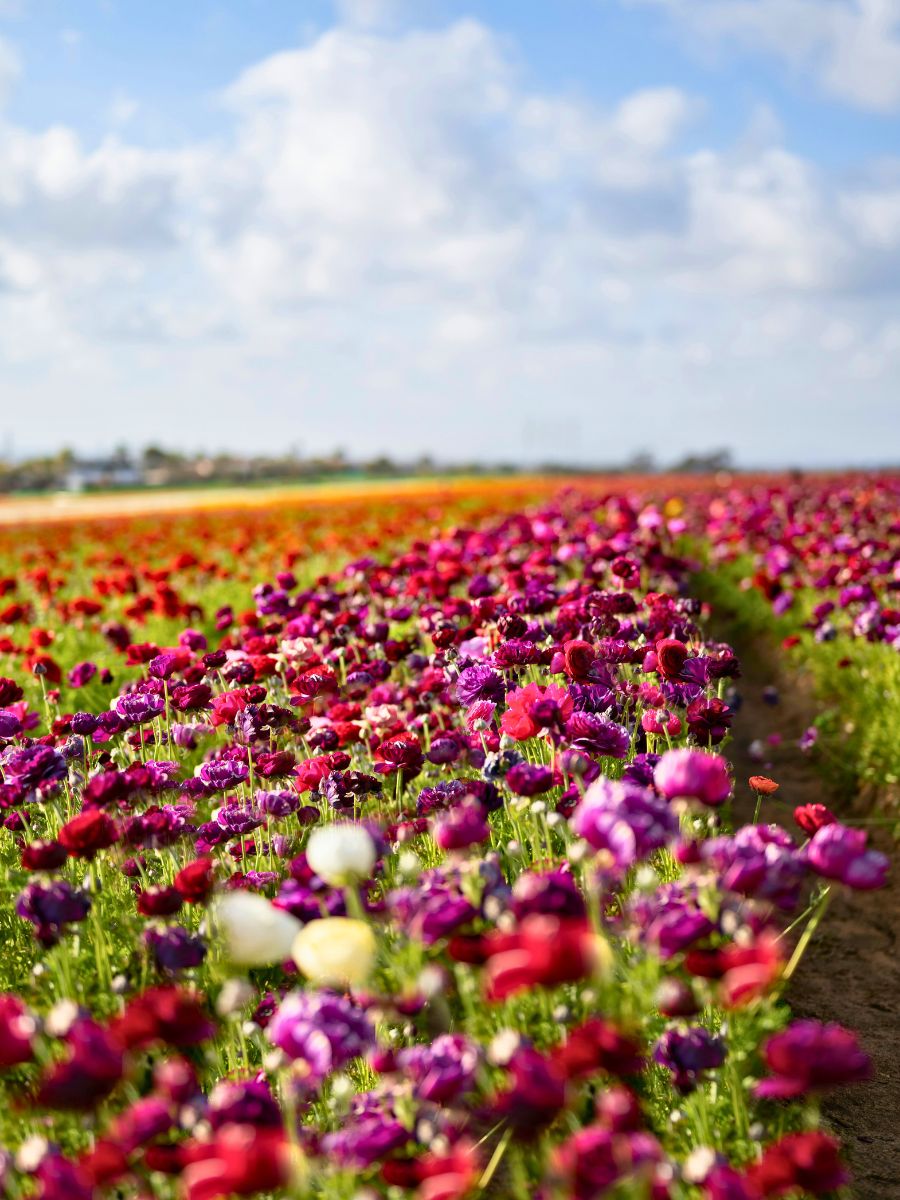 A colorful scheme of ranunculus at Carlsbad flower fields
