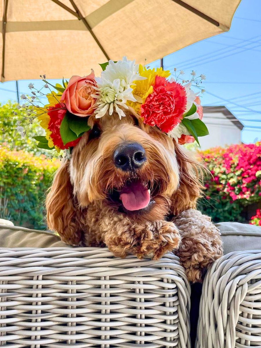 Doggy with a flower crown