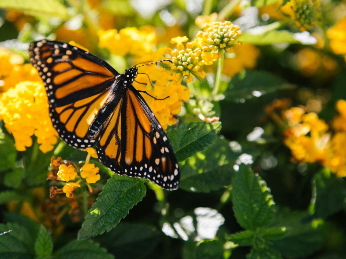 Butterflies need flowers to survive