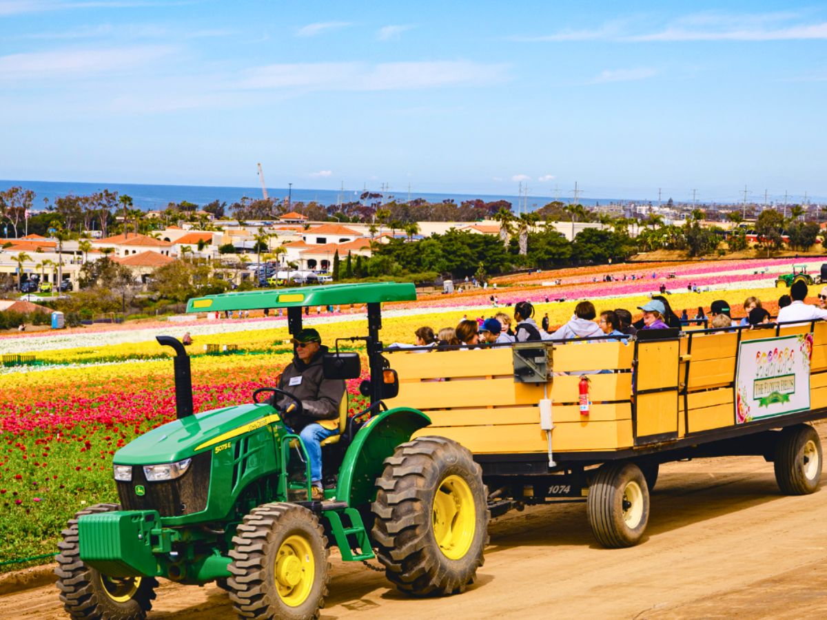 Tractor showing flowers at Carlsbad