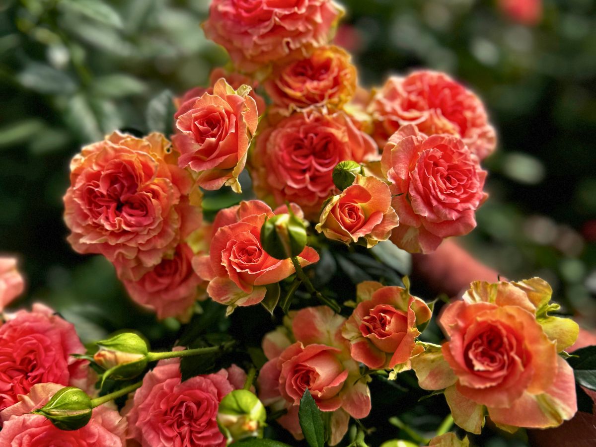 spray roses from Jan Spek Rozen