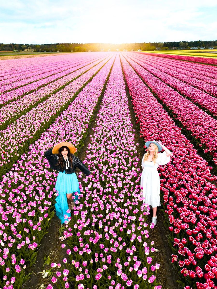 Tulip season in Holland