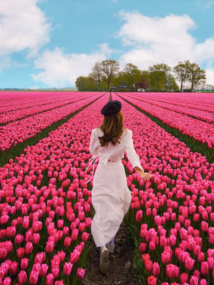 A bright pink tulip field in Holland