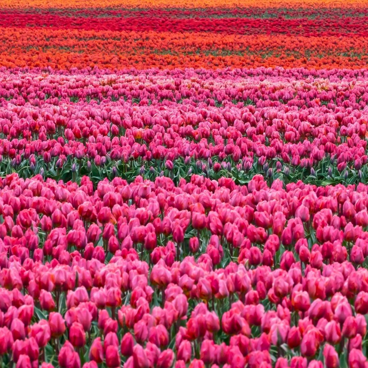 Changing colors in a dazzling tulip field