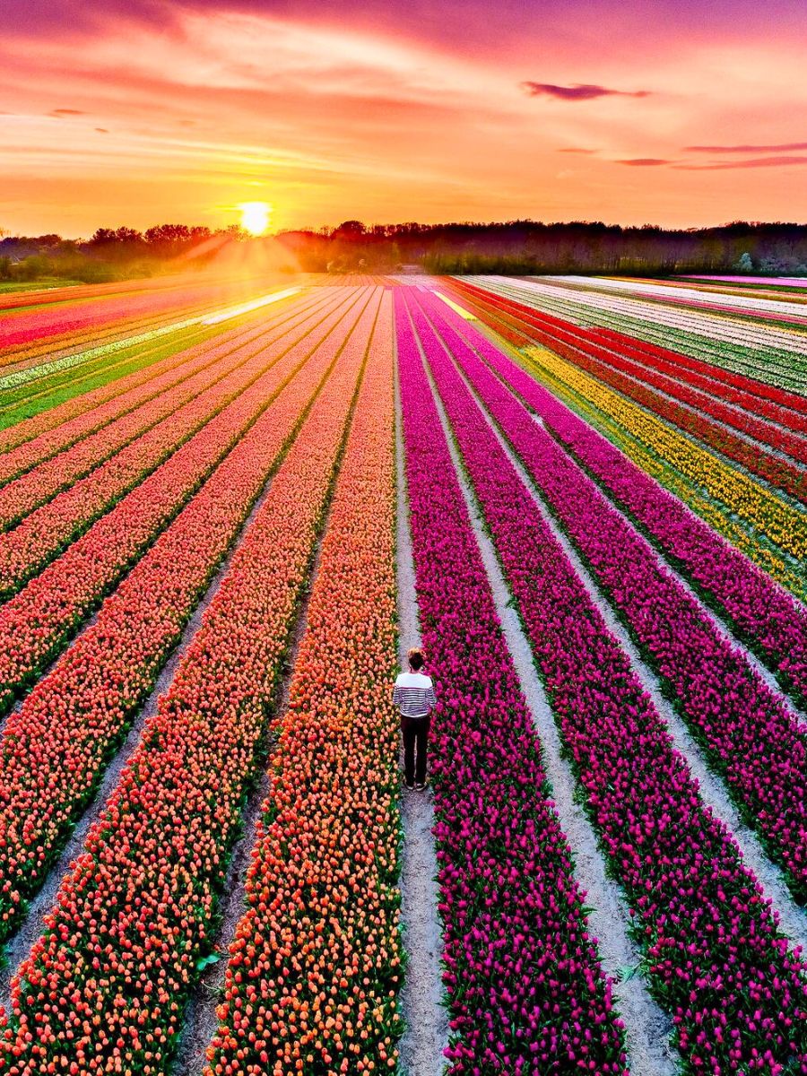 Keukenhof tulip fields in Amsterdam