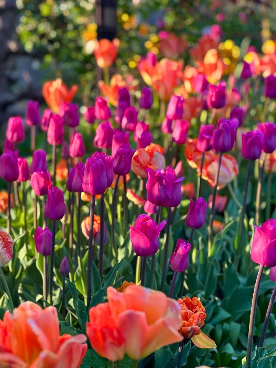 Purple and orange tulips in bloom