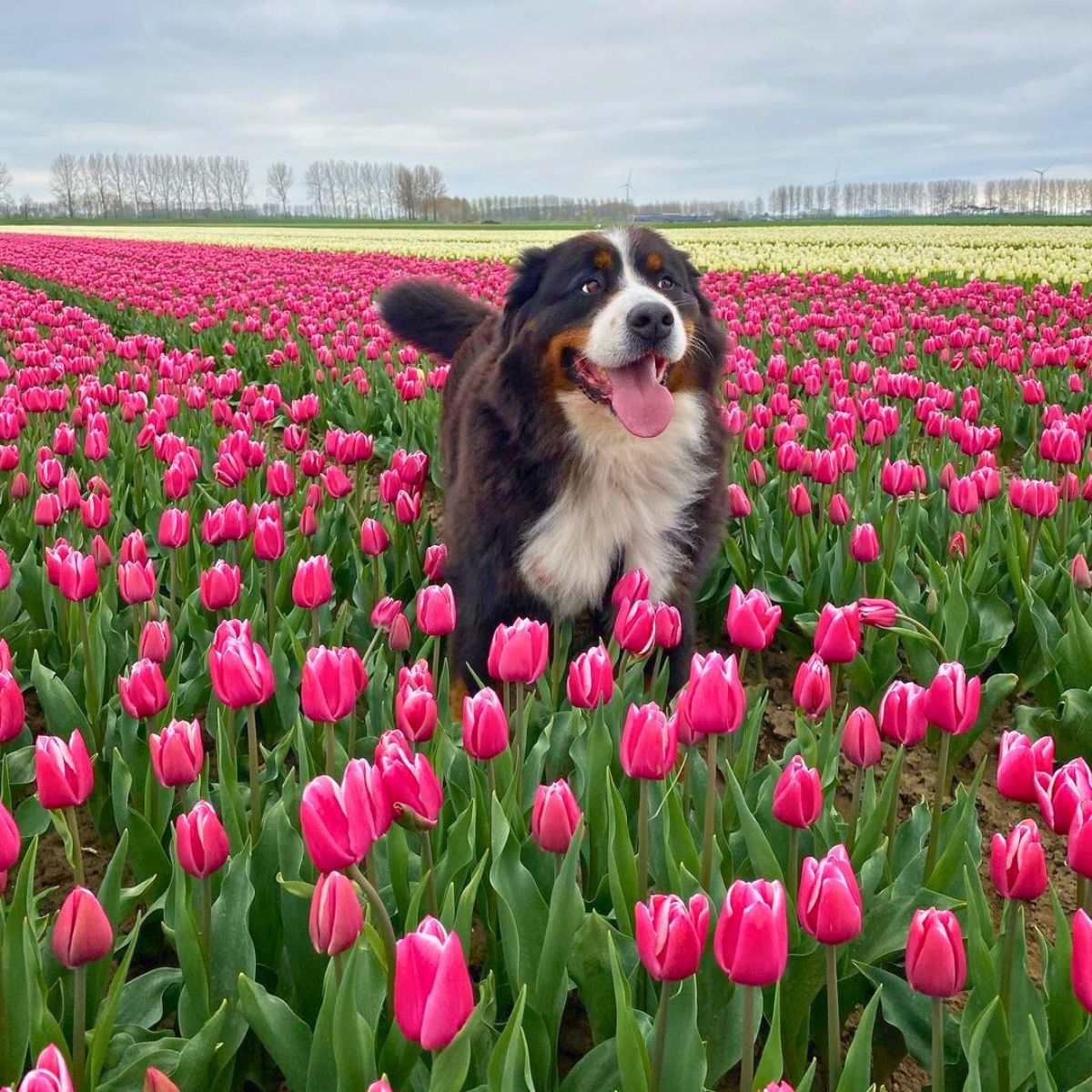 A dog enjoying tulip season