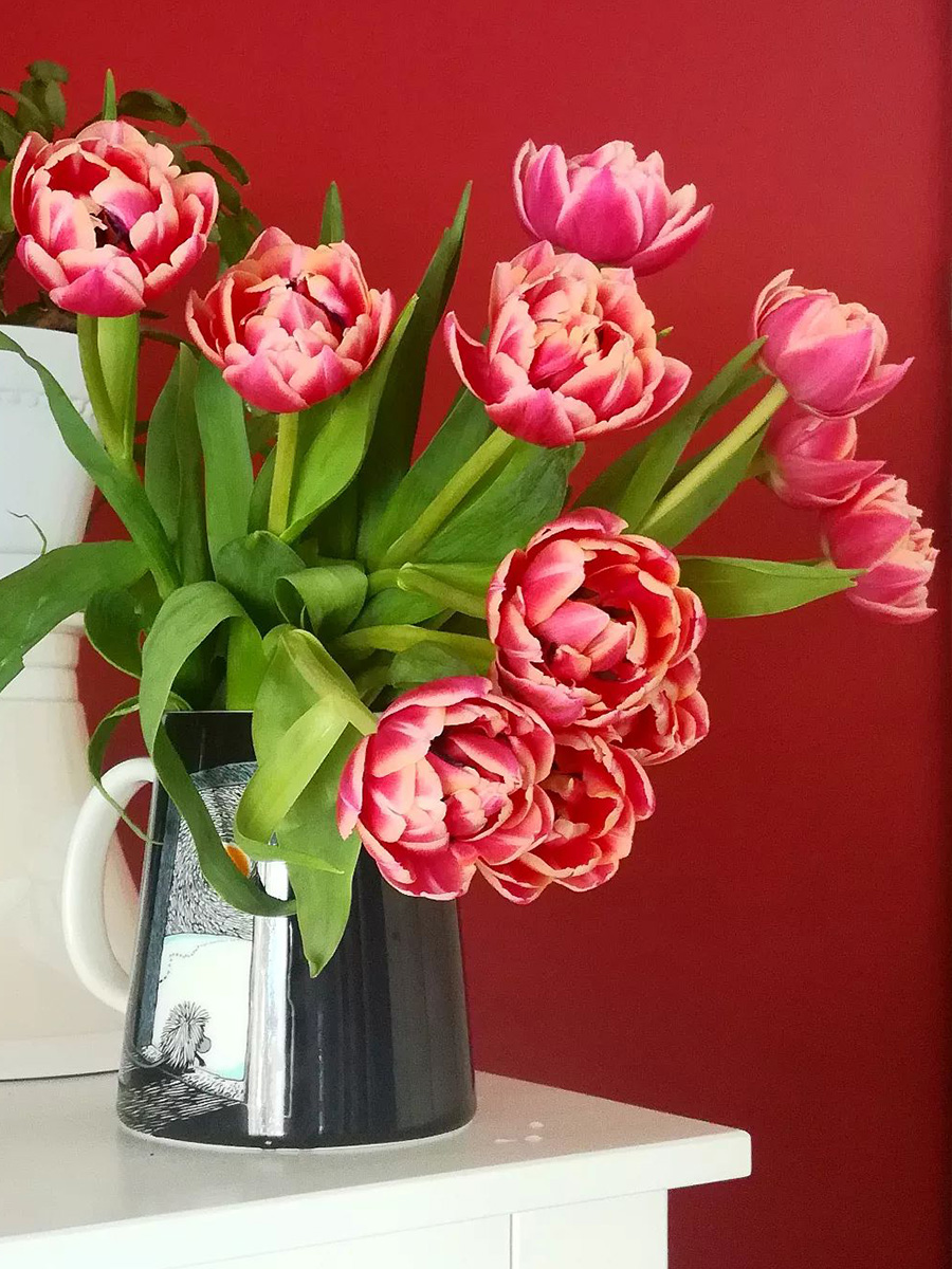 Tulip Columbus in black vase