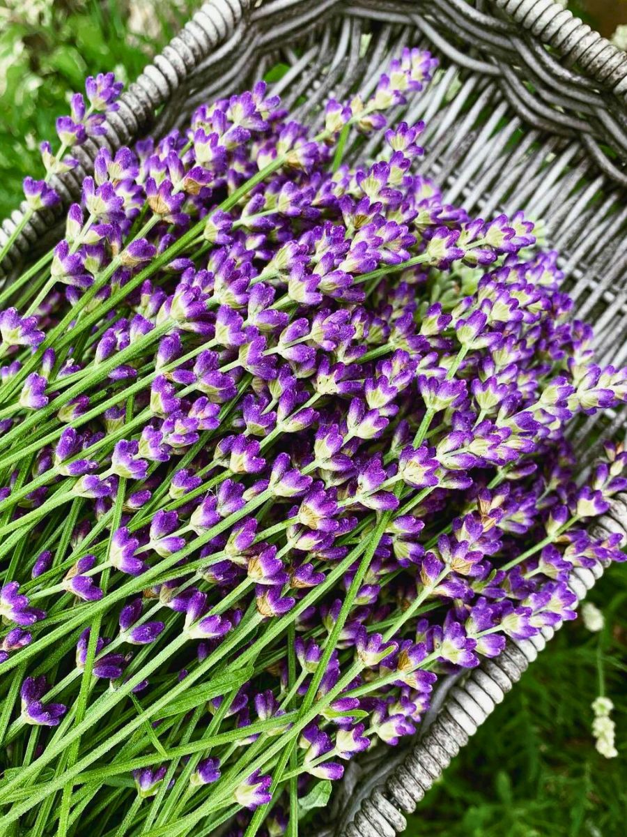 Lavender medicinal and healing plant