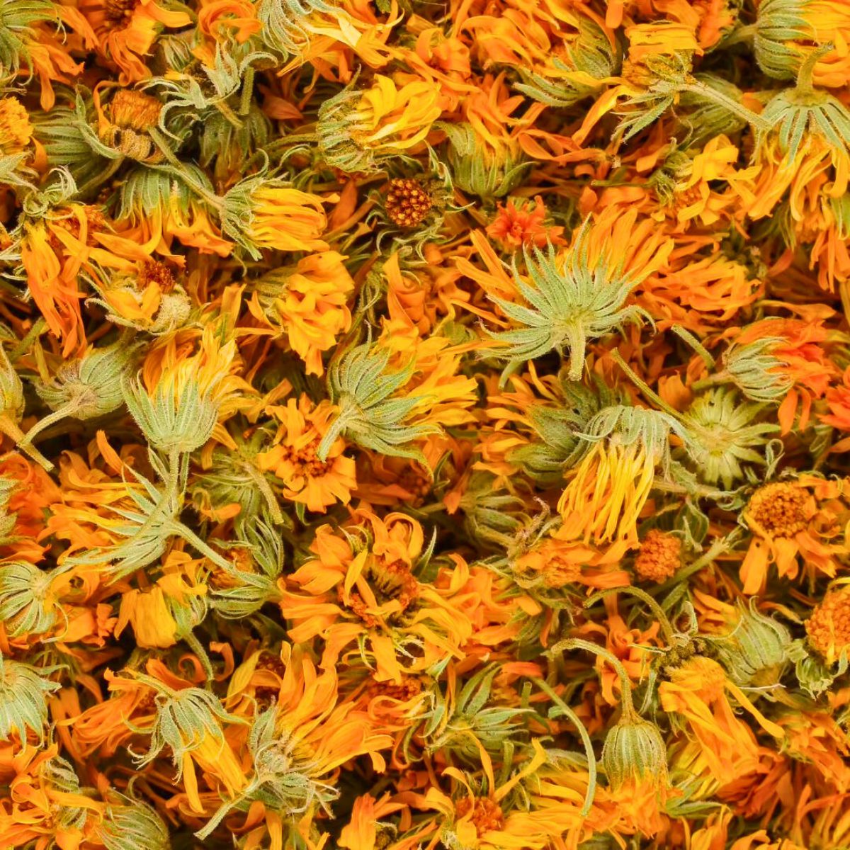 Calendula is one of the most healing flowering plants