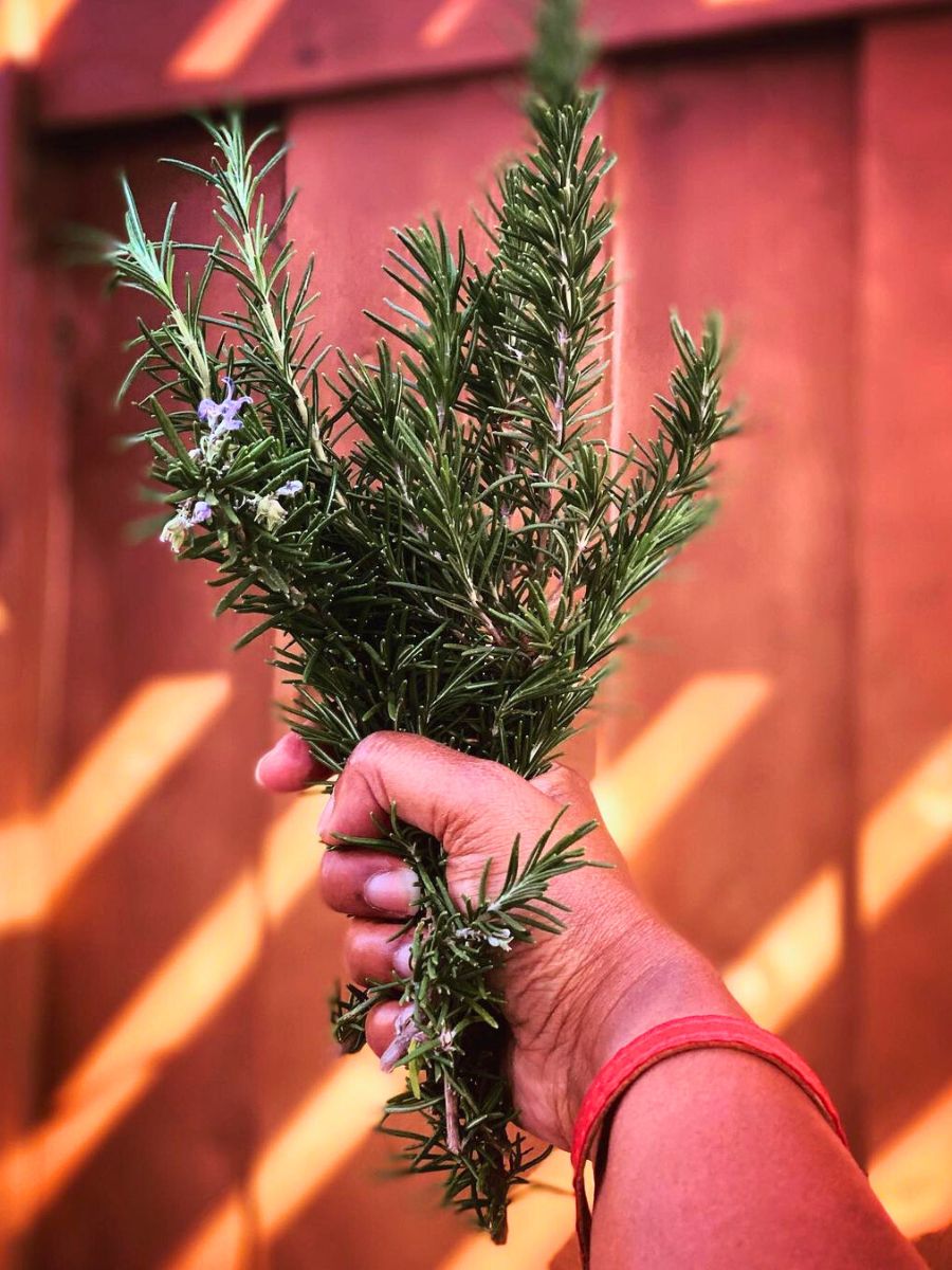 A rosemary bouquet