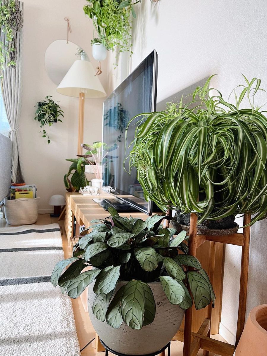 Spider plant air purifying and healing plant