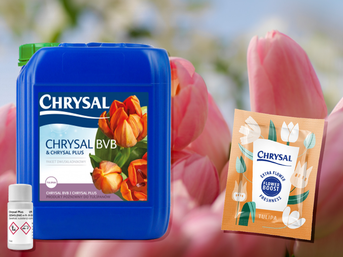 Chrysal solutions for tulips on Thursd