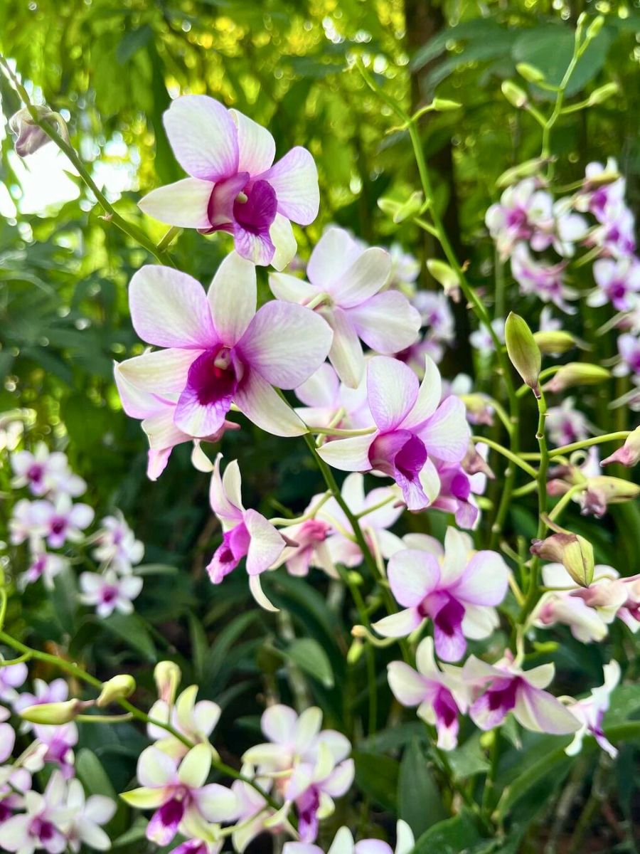 Orchids that can be seen at Singapore Botanic Gardens