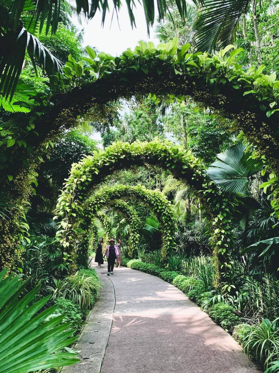 Lush vegetation and green rainforest