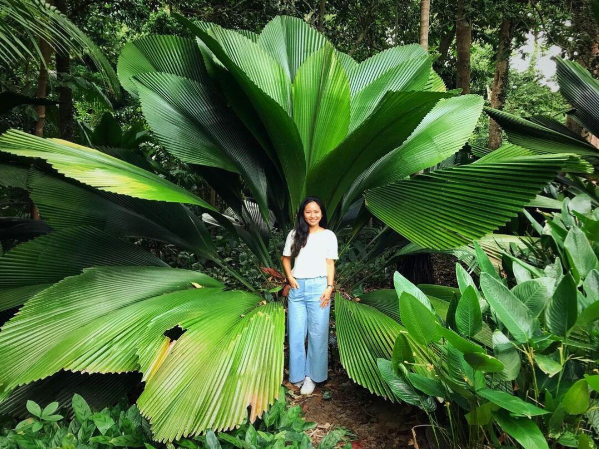 Johannesteijsmannia magnifica at Singapore Botanic Gardens