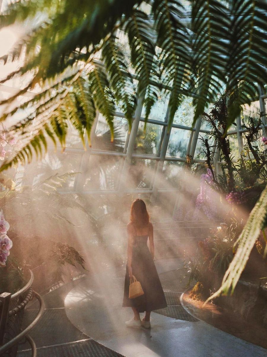 Sunshine rays in the Orchid Garden