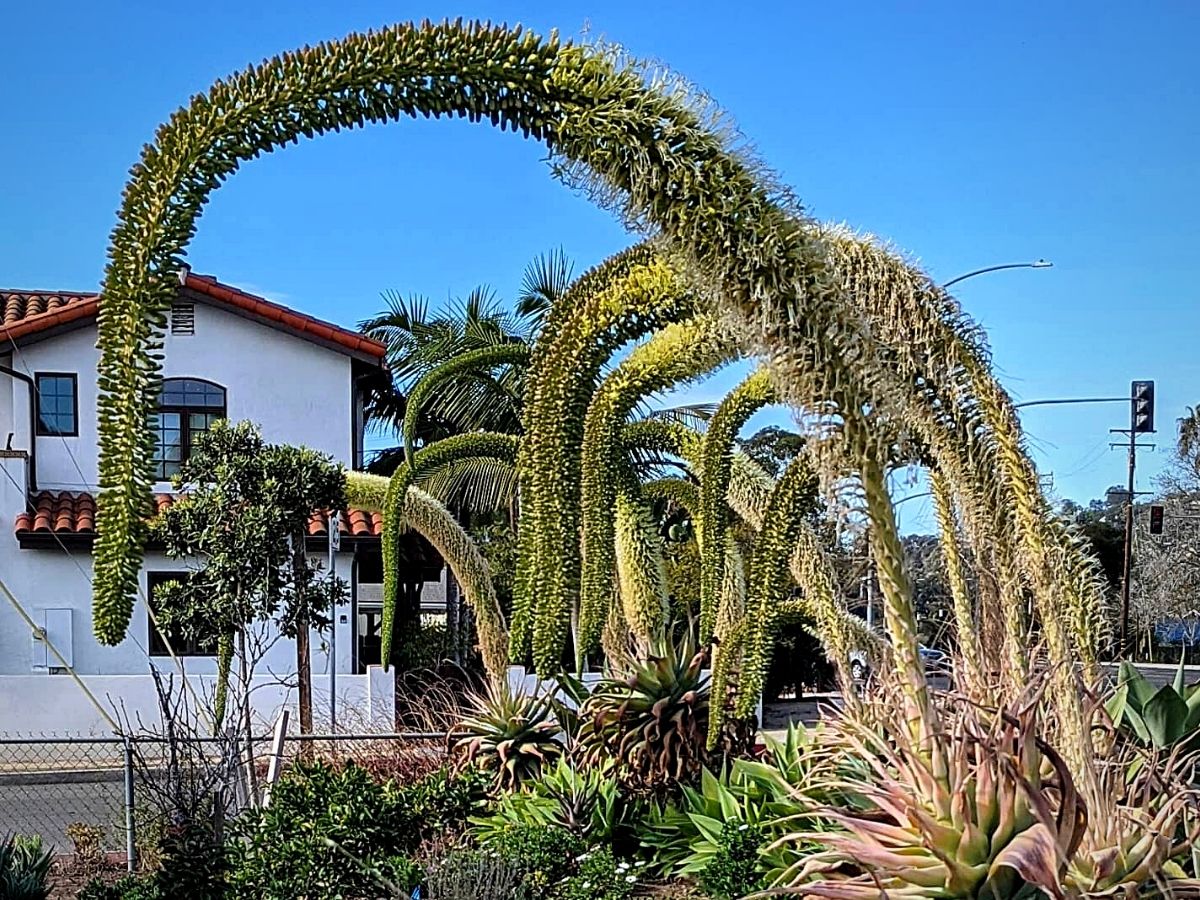Agave Attenuata, Also Known as Foxtail Agave