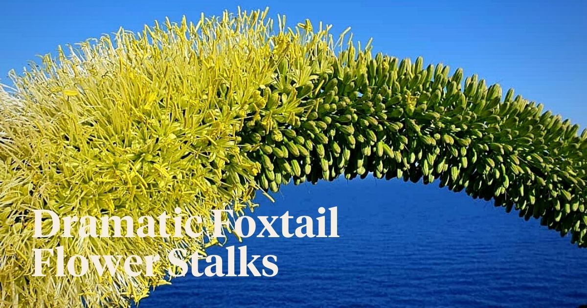 Foxtail Agave Is Another Name for the Agave Attenuata Plant