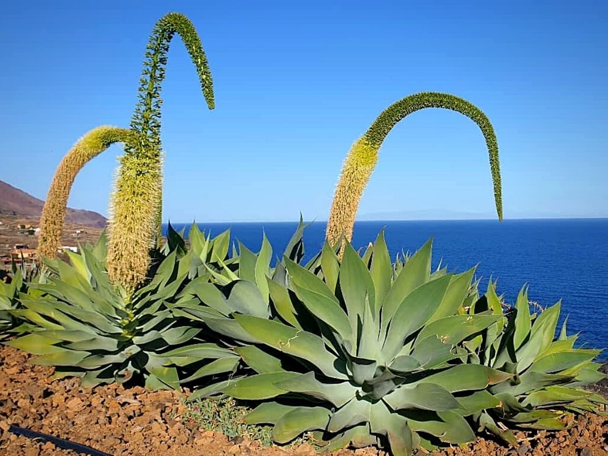 Agave Attenuata, Also Known as Foxtail Agave