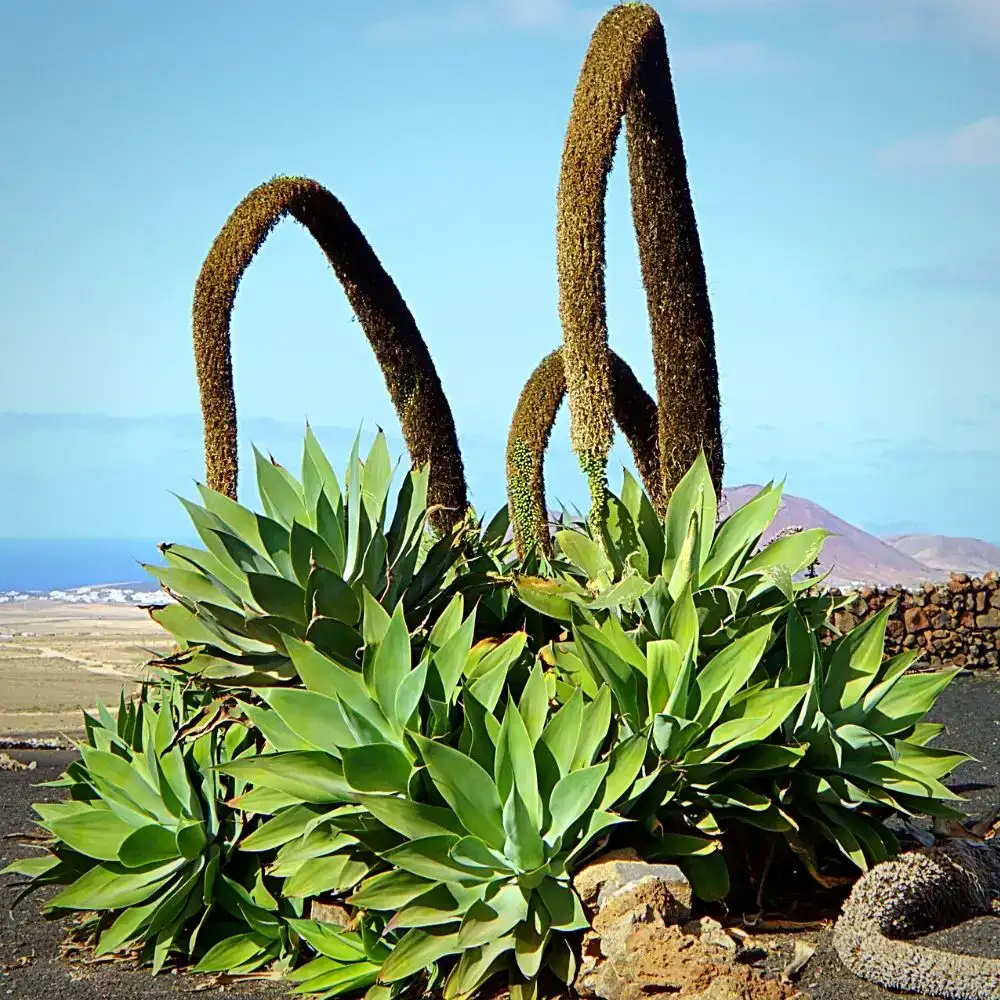 Foxtail Agave Is Another Name for the Agave Attenuata Flower - Thursd Article - Featured Image