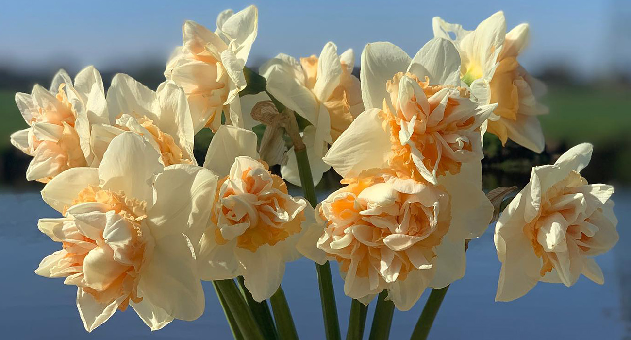 Narcissus Sweet Paradise cut flower on Thursd header