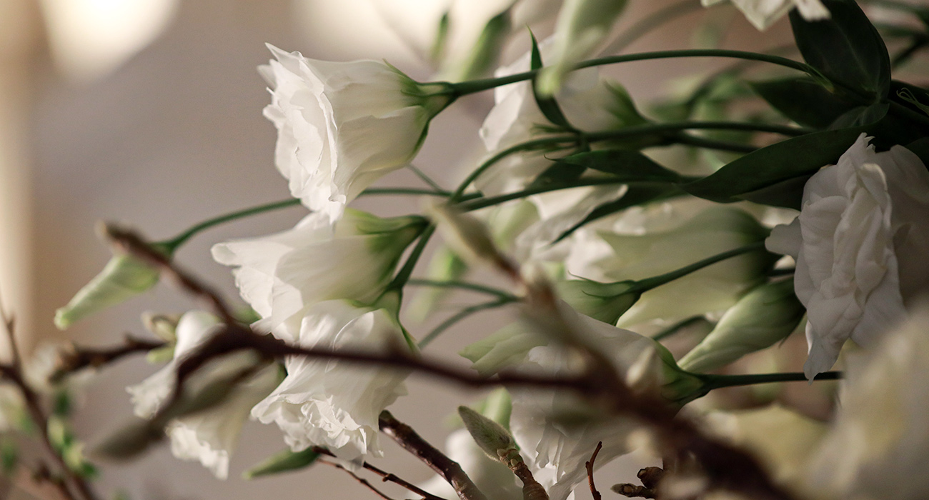Lisianthus Giant White cut flower on Thursd header
