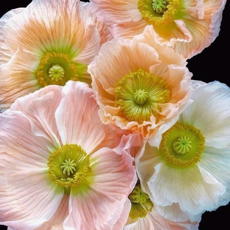 Debi Shapiro floral photography