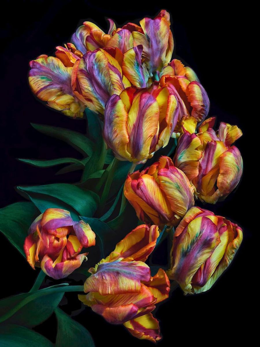 Muticolor tulips in a professional photograph