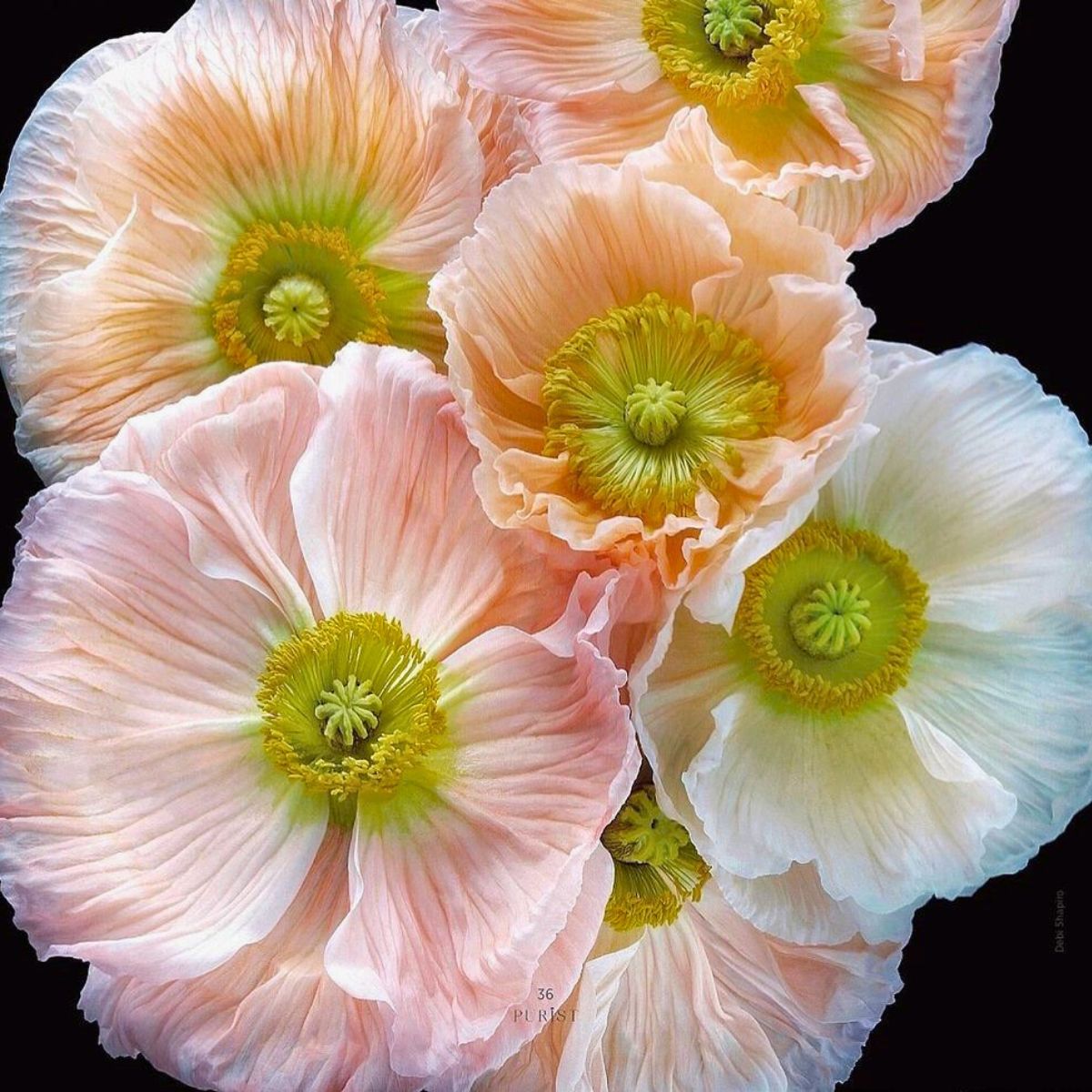 Pastel colored poppies seen in Beauty in Bloom book