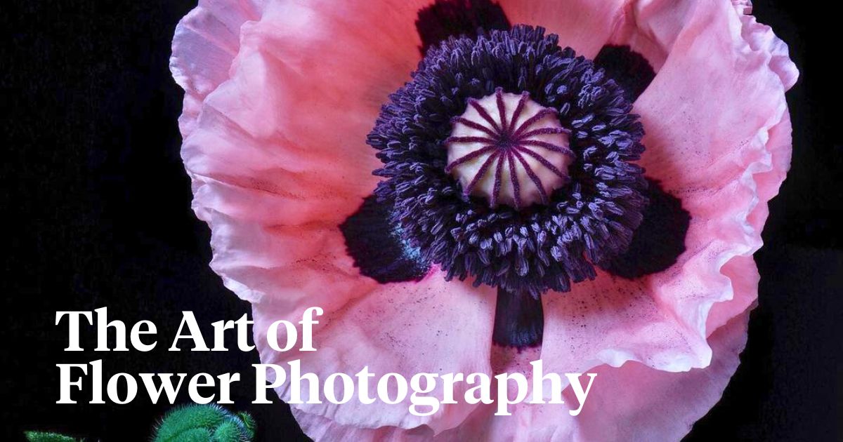 Flower photography by Debi Shapiro