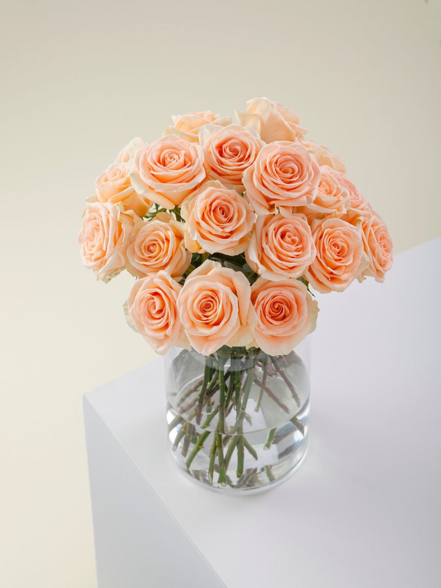 The dreamy color of Peach Wave roses