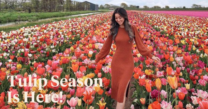 Netherlands - The Land Of Tulips - Article OnThursd