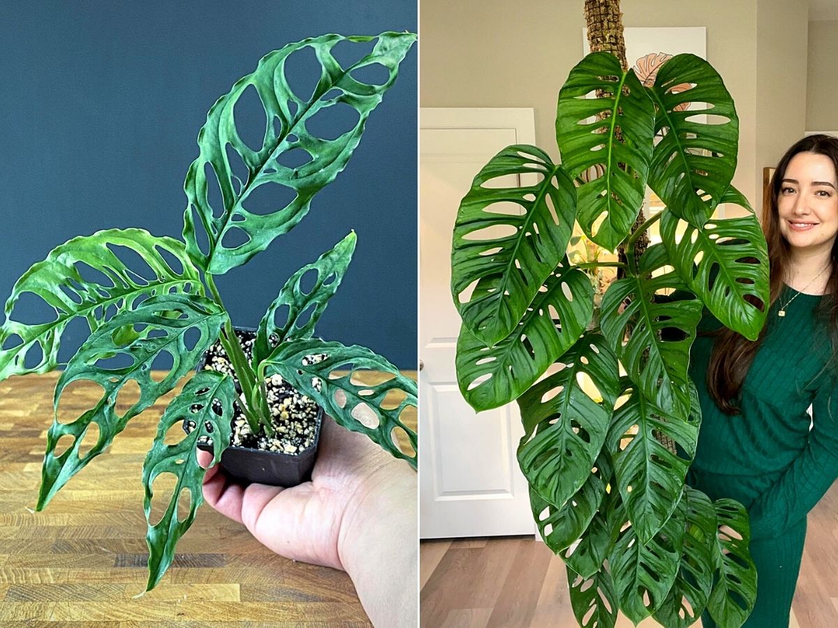 Monstera Obliqua is Only for the Most Avid Plant Lovers