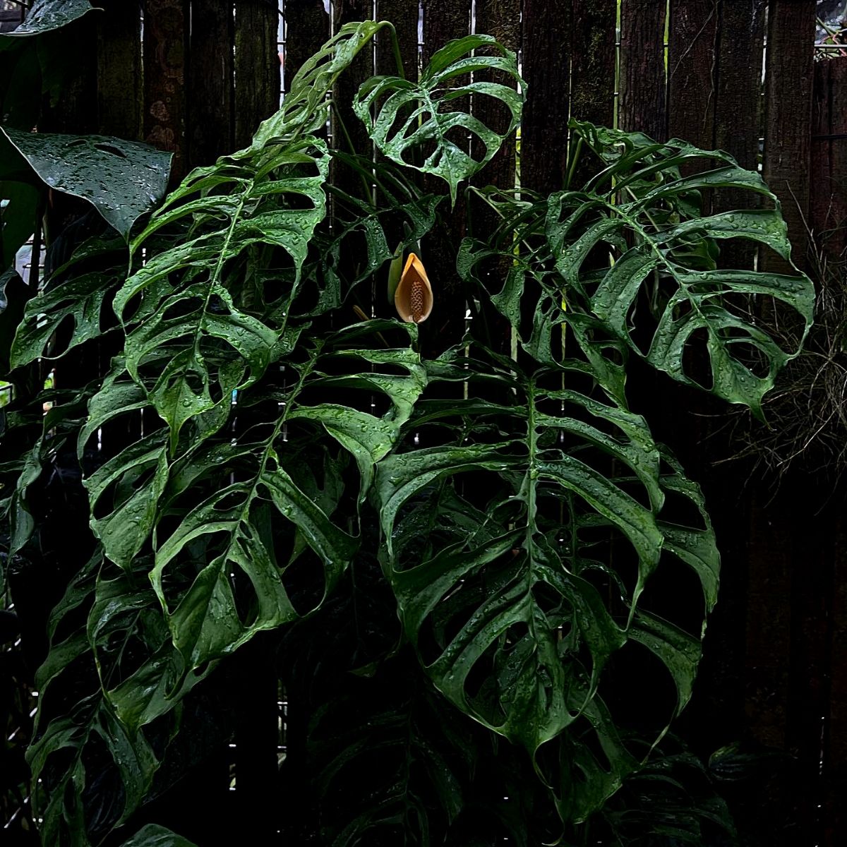 Monstera Obliqua is Only for the Most Avid Plant Lovers