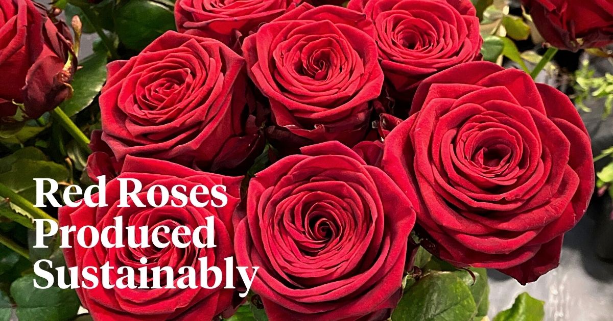 ​Porta Nova’s ‘Perfectly Green’ Rose Red Naomi Sustainably Produced With Green Consciousness.