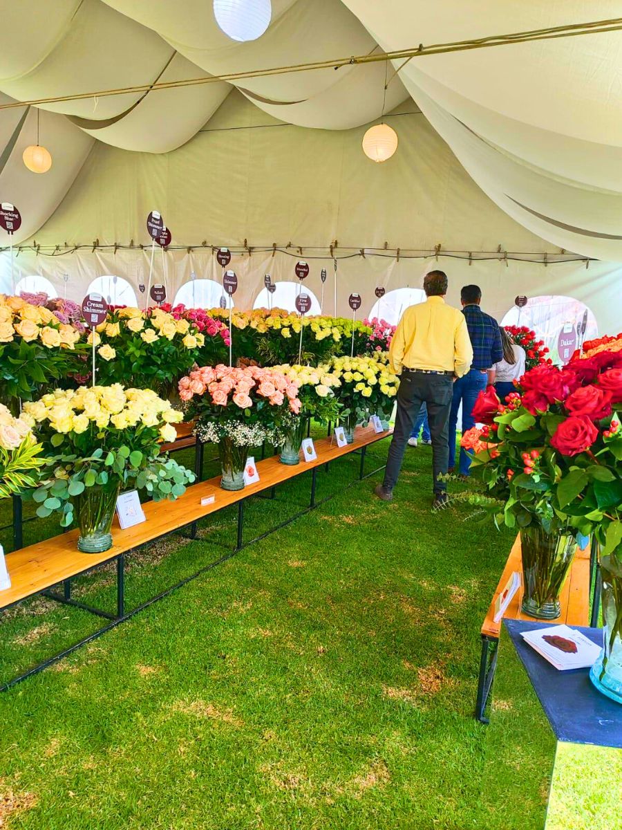Visitors admiring Colombian roses at Open House Days