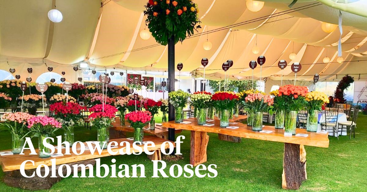 Showcase of Colombian roses