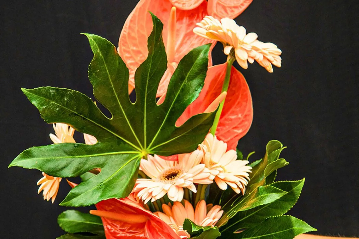 Exotic Aralia from Adomex: A Versatile Choice for Floral Arrangements