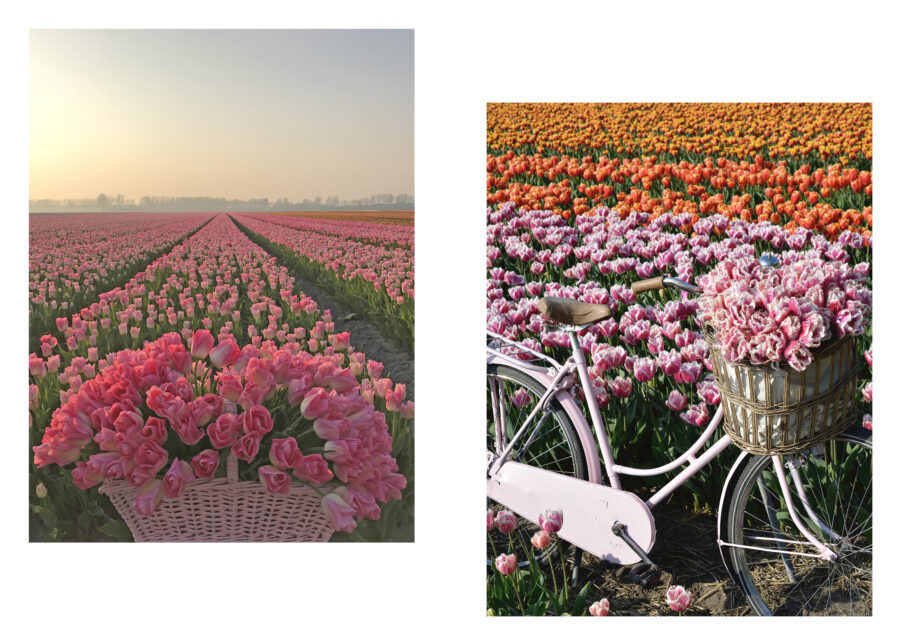 Fam Flower Farm, Feeling Ambitious and Guilty - bikes and tulips - on thursd