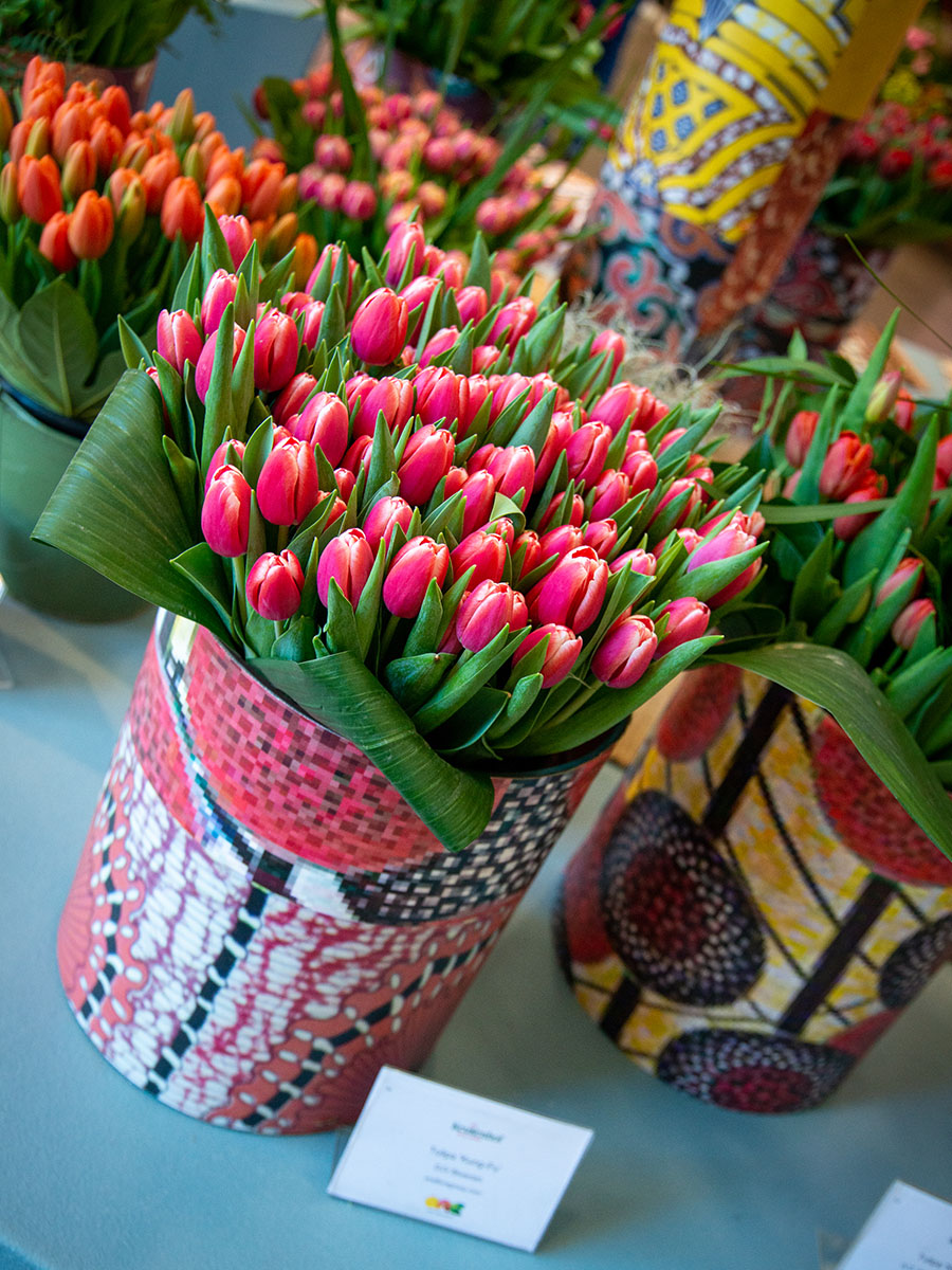 Pink-white tulips at 2023 show in Keukenhof