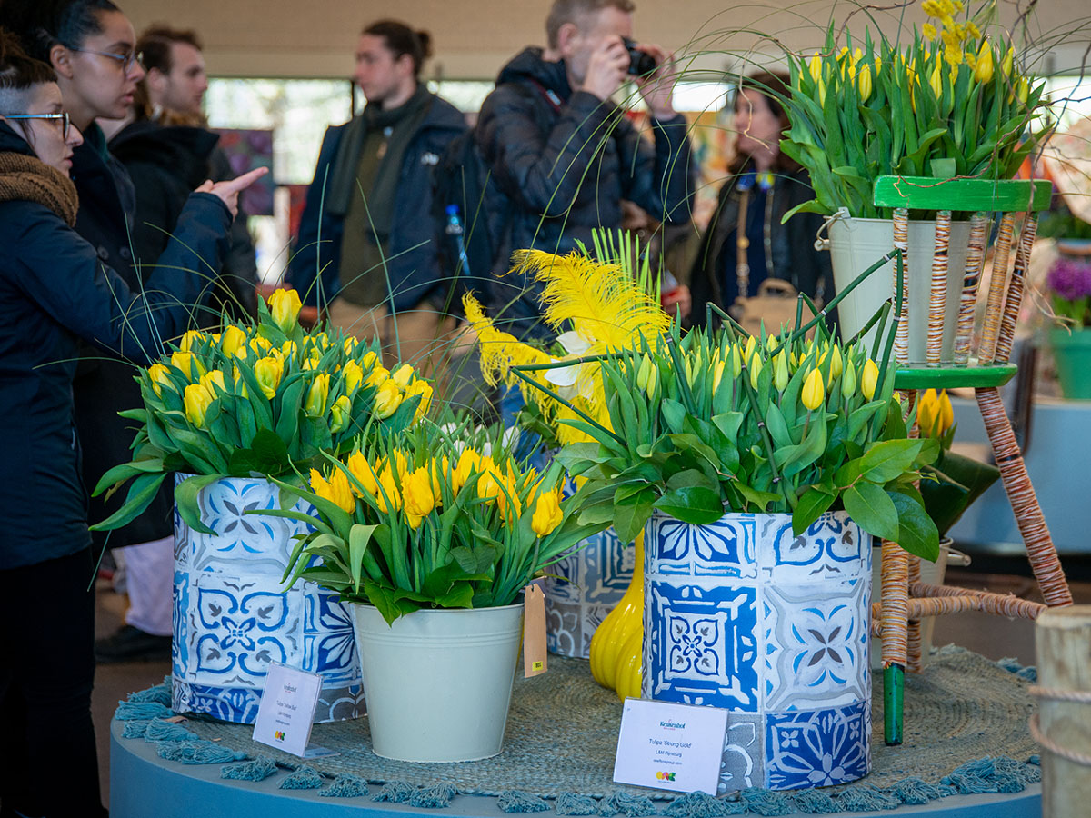 Yellow tulips show at 2023 in Keukenhof