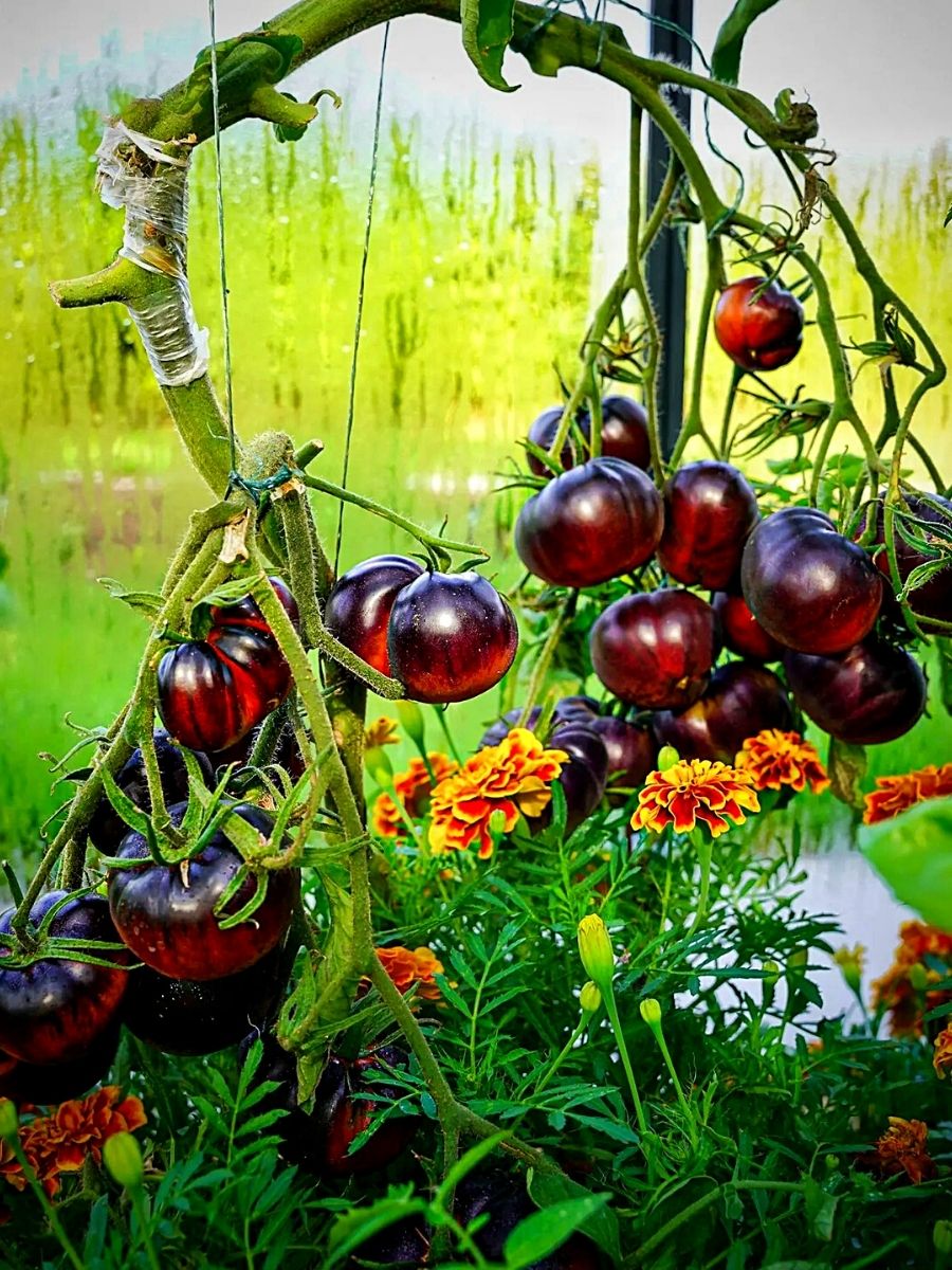 Edible Plants to Easily Grow In Your Garden