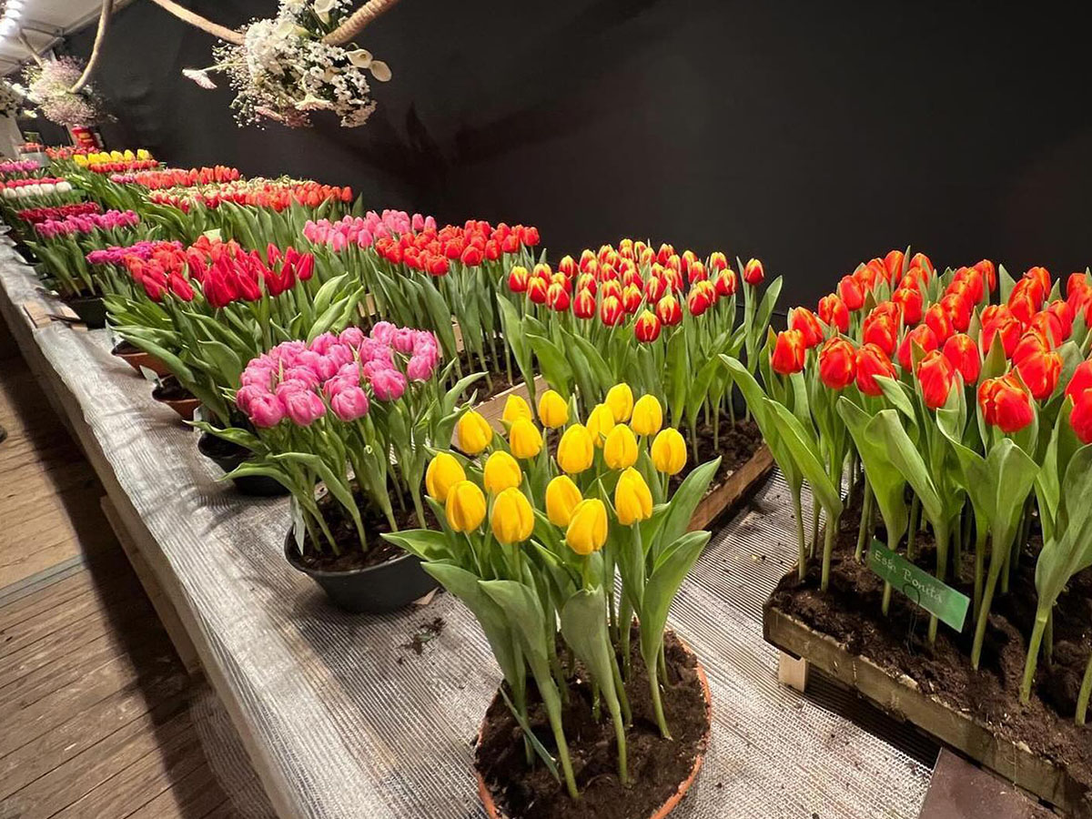 Ronico tulips at Drieban Flora 2024